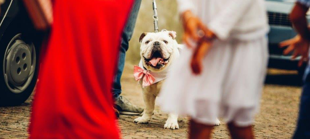 Due cuori e un quattro zampe: il wedding dog sitting