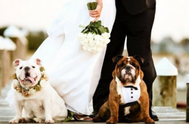 Got a puppy? Find your wedding dog sitter!